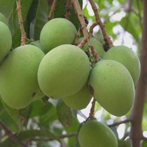 Puede incluir: Primer plano de un racimo de mangos verdes sin madurar colgando de una rama de árbol. Los mangos son de forma ovalada, con piel lisa y un color verde vibrante. El fondo está borroso.