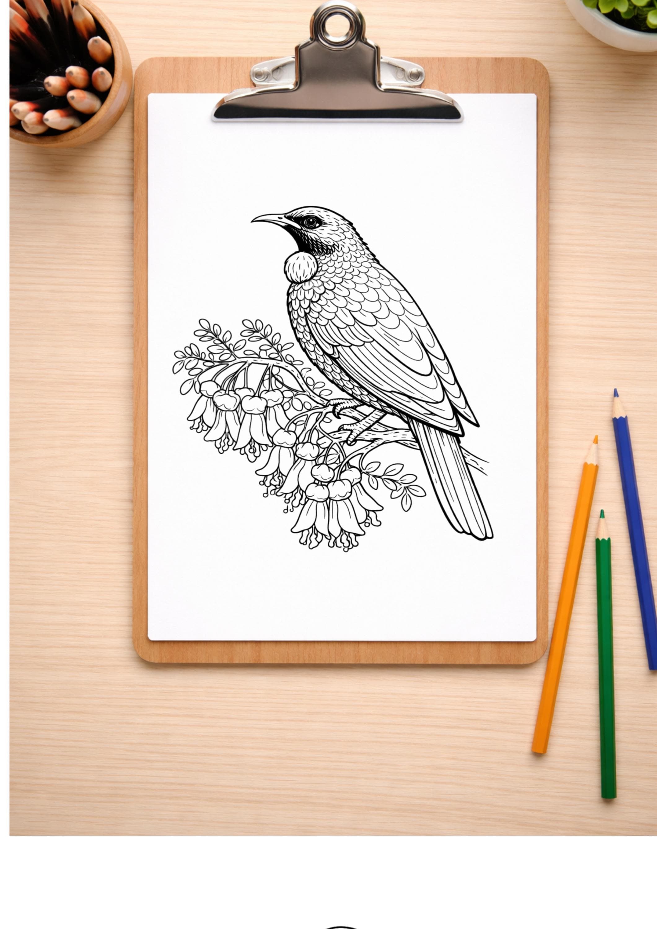 Tui Colouring In Tui Coloring Page Printable, NZ Bird, A4 PDF PNG Download, Kids Adult ...