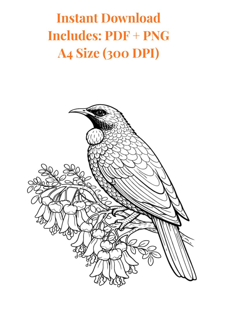 Tui Colouring In Tui Coloring Page Printable, NZ Bird, A4 PDF PNG Download, Kids Adult ...