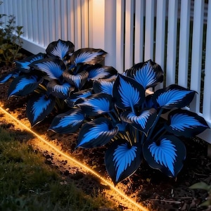 Peut inclure: Gros plan sur des plants d'hostas avec de grandes feuilles vert foncé et des nervures bleues saisissantes. Les plantes sont éclairées par une guirlande lumineuse chaude et brillante, devant une clôture blanche. La scène évoque l'élégance d'un jardin nocturne.