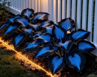 Sementes de hosta azul-escura - 100 sementes. Plantas de folhagem perene tolerantes à sombra.