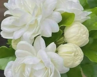 10 Arabian Jasmine Pure White Plant in Pot Flower Plant  Indoor Outdoor Fragrant Garden