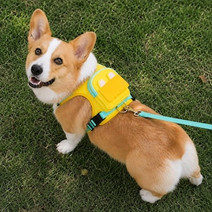May include: A Pembroke Welsh Corgi wearing a bright yellow dog harness with an integrated small backpack featuring two white rounded ears on the top flap. The harness includes teal trim, black plastic buckles, and a matching teal lead attached.