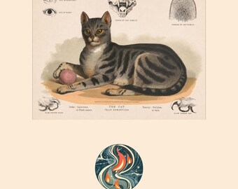 Vintage Cat Anatomy Print, Victorian Natural History Illustration, Library Office Art (Digital Download)