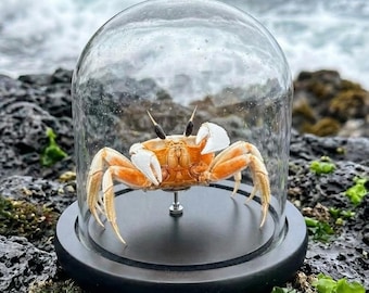 Spécimen de crabe fantôme (Ocypode ceratophthalmus) dans une cloche en verre | Histoire naturelle Bizarreries Cabinet de curiosités Décoration d'intérieur.