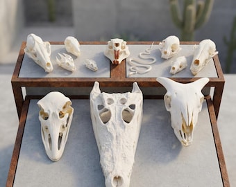 Série de spécimens de vrais crânes d'animaux | Alligator, chèvre, ornements en os de serpent | Décoration d'intérieur gothique | Cadeaux naturels uniques.