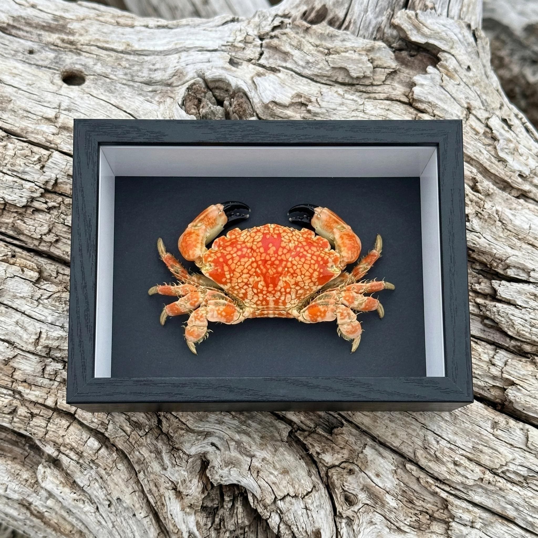 Taxidermy crab - Etsy 日本