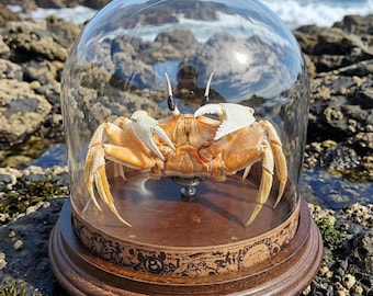 Taxidermie de crabe fantôme aux yeux cornes dans une cloche en verre, spécimen de curiosité de vie marine.