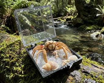 Véritable spécimen de crabe fantôme, taxidermie de crabe des sables naturel, bizarrerie de la vie marine, décoration de plage nautique, collection côtière.