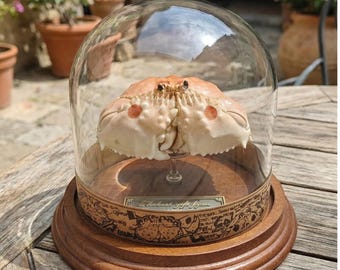 Taxidermie de crabe éhonté dans un dôme de verre, spécimen de crabe, curiosité nautique.