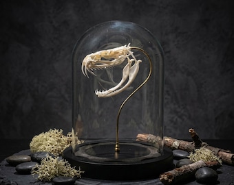 Véritable crâne de cobra, vrai crâne de serpent à sonnette, spécimen d'os de serpent, décoration d'intérieur gothique, bizarreries et curiosités, cadeau d'art universitaire sombre.
