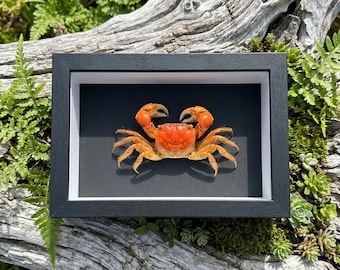 Taxidermie du crabe | Taxidermie de crabe véritable soldat encadré | Décor côtier de l'océan.