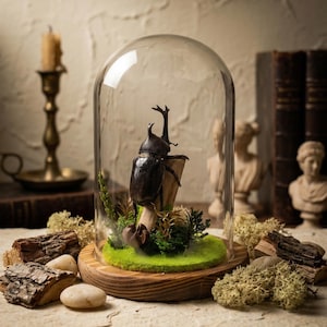 Puede incluir: Una exhibición decorativa con un gran escarabajo oscuro dentro de una campana de cristal. El escarabajo está montado sobre un pequeño tocón de madera rodeado de musgo verde y plantas en miniatura. La campana descansa sobre una base de madera redonda.