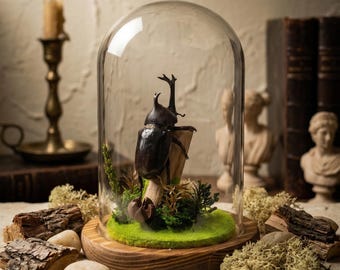 Escarabajo rinoceronte disecado en cúpula de cristal / Espécimen de insecto para decoración de escritorio en micro-paisaje / Regalo de entomología.
