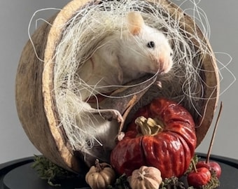 Spécimen de vraie souris blanche dans un dôme en verre | Diorama de taxidermie éthique | Curiosités et curiosités | Décor universitaire sombre.