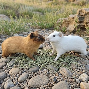 Puede incluir: Dos cobayas, una marrón y otra blanca, se enfrentan sobre un lecho de heno y guijarros. La cobaya marrón tiene orejas marrones oscuras y un cuerpo marrón claro. La cobaya blanca es completamente blanca. El fondo presenta hierba y rocas.