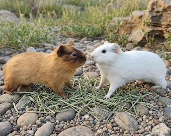 Véritable monture de taxidermie pour cobaye, spécimen animal de source éthique, cadeau de Pâques unique, curiosités et bizarreries.