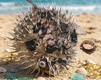Real dried porcupine fish ,Puffer fish ,  5-7 inches , Nautical Art.