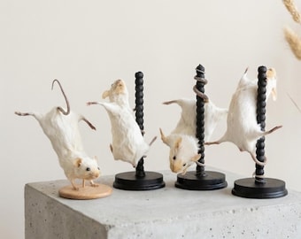 Spécimen de souris blanche sur pied | Collection Curiosités | Décor universitaire sombre | Art macabre.