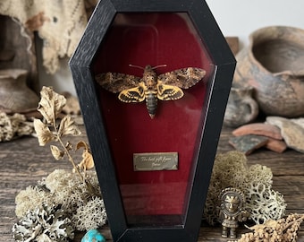 Véritable sphinx tête de mort dans un cadre cercueil - Curiosité macabre pour les amateurs de bizarrerie - Décoration macabre.