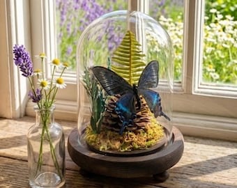 Vrai papillon Papilio Maackii dans un dôme de verre, décor académique sombre, bizarreries entomologiques, cadeau de Pâques unique.