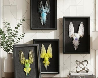 Véritable encadré de taxidermie pour perruches ondulées | Art mural d'histoire naturelle | Décorations de bizarreries et de curiosités | Peau d'oiseau perruche.