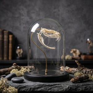 Crânio de cobra verdadeiro, crânio de cascavel verdadeiro, espécime de osso de cobra, decoração gótica para casa, objetos curiosos e incomuns, presente de arte Dark Academia.