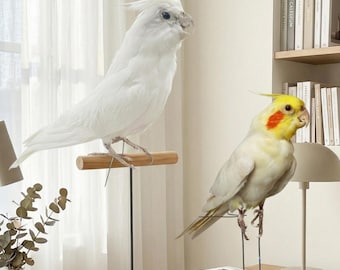 Véritable spécimen de calopsitte blanche et jaune | Taxidermie éthique des oiseaux | Curiosités et curiosités | Décor universitaire sombre.