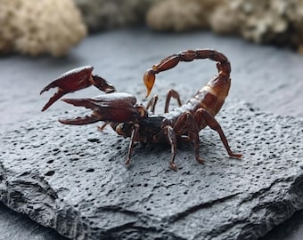 Véritable spécimen de scorpion noir | Taxidermie de gros scorpions séchés | bizarreries et curiosités | Entomologie à collectionner | Décor gothique.