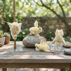 Véritable spécimen de poussin | Curiosités Curiosités. | Décor d'étude académique sombre.
