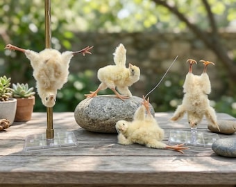 Véritable spécimen de poussin | Curiosités Curiosités. | Décor d'étude académique sombre.