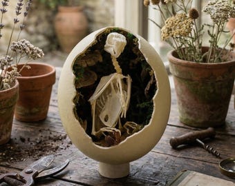 Squelette d'oiseau, à l'intérieur d'une coquille d'oeuf d'autruche, cadeau de bizarreries gothiques, bizarreries et curiosités.