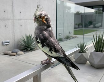 Véritable calopsitte grise | Taxidermie éthique des oiseaux | Curiosités et curiosités | Décor universitaire sombre | Art d'histoire naturelle.