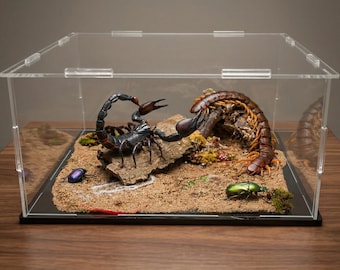 Diorama véritable de scorpion et de mille-pattes dans une boîte en acrylique, exposition de taxidermie d'insectes, oeuvre d'art de spécimen de scarabée, cabinet de curiosités.
