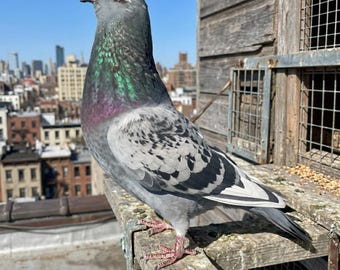 Véritable spécimen de pigeon gris | Taxidermie éthique des oiseaux | 11-12 pouces | Monture colombe rocheuse | Décorations de bizarreries et de curiosités | Dark Academia Art.