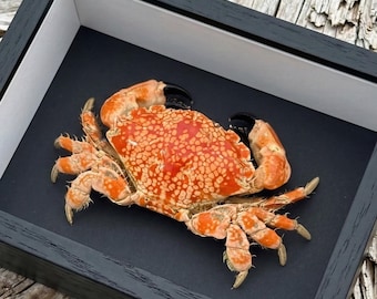 Taxidermie de crabe|Taxidermie de crabe réel dans une boîte d'ombre | bizarrerie marine | Décor de cabinet de curiosités.