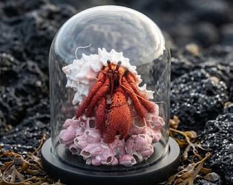Dôme en verre pour spécimens de crabe | Scène nature crabe rouge et balanes roses | Cabinet de curiosités | Décoration de bureau Academia sombre.