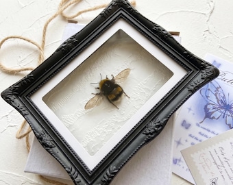 Aimant véritable spécimen d'abeille dans une boîte cadeau | Taxidermie d'insectes encadrée | Collection Curiosités | Décor universitaire sombre | Cadeau nature unique.