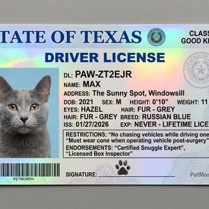 May include: A novelty Texas driver's license for a cat named Max. The license includes a photo of a gray Russian Blue cat with hazel eyes. The license states the cat's height is 0'10" and weight is 11 lbs. Restrictions include "No chasing vehicles while driving one."