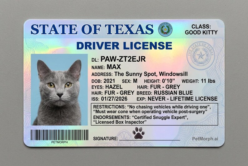 May include: A novelty Texas driver's license for a cat named Max. The license includes a photo of a gray Russian Blue cat with hazel eyes. The license states the cat's height is 0'10" and weight is 11 lbs. Restrictions include "No chasing vehicles while driving one."