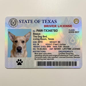 May include: A novelty Texas driver's license featuring a dog named Beaux. The license includes a photo of the dog, along with details such as date of birth, weight (60 lbs), and height (2 feet 3 inches). Restrictions include wearing a cone post-surgery.