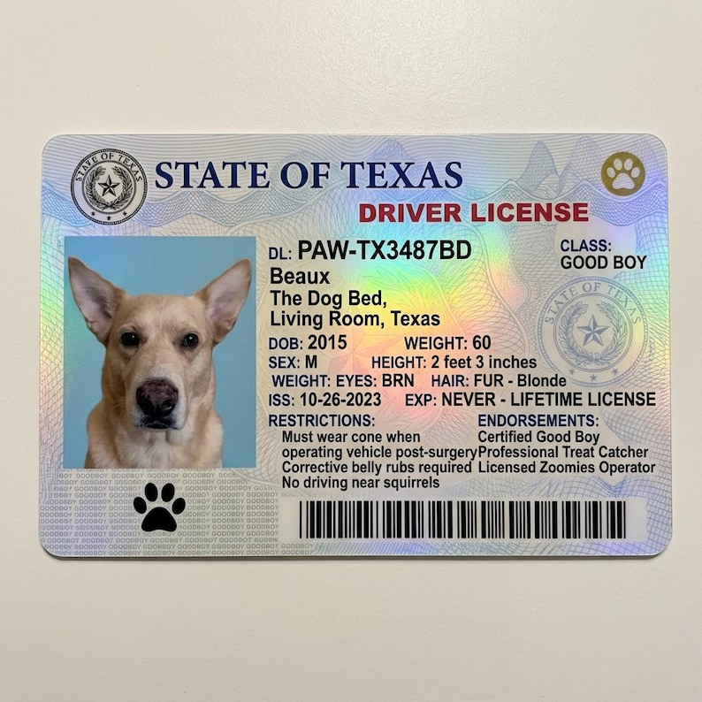 May include: A novelty Texas driver's license featuring a dog named Beaux. The license includes a photo of the dog, along with details such as date of birth, weight (60 lbs), and height (2 feet 3 inches). Restrictions include wearing a cone post-surgery.