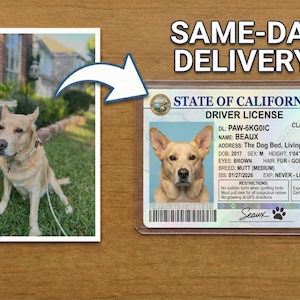 May include: A dog license from California with a photo of a dog named Beaux. The license includes details like the dog's breed (Mutt), height (1'04"), and weight (40 lbs). Next to the license is a photo of the dog.