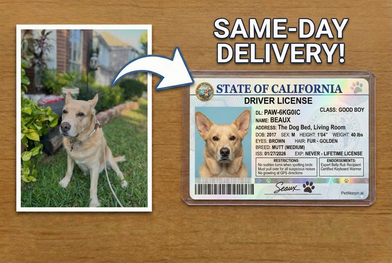 May include: A dog license from California with a photo of a dog named Beaux. The license includes details like the dog's breed (Mutt), height (1'04"), and weight (40 lbs). Next to the license is a photo of the dog.