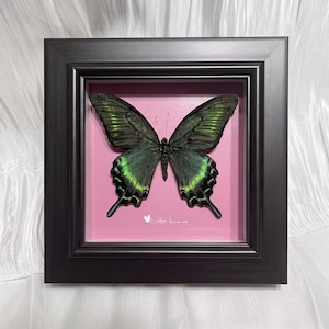 May include: A framed specimen of a dark green swallowtail butterfly with iridescent wings, displayed against a solid pink background inside a square black frame. A small white butterfly icon and cursive text are printed below the insect.