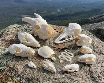Collection of genuine animal skull specimens, animal bone art, ethically sourced, educational specimen collection