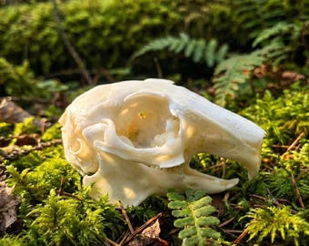 Real Rabbit Skull Specimen | Reliable Source | Dark Academia Decor | Perfect Gift