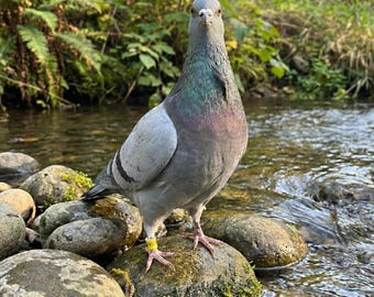 May include: A gray pigeon with iridescent neck feathers stands on a mossy rock in a stream. The bird has a yellow band on its leg. The background features flowing water, rocks, and green foliage.