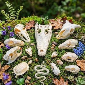 May include: An assortment of animal skulls, a turtle, and a snake skeleton are arranged on a bed of green moss, surrounded by leaves, small rocks, and purple and blue flowers. The skulls vary in size and shape, creating a natural history display.