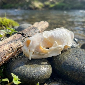 Puede incluir: Un cráneo de animal blanquecino con dientes visibles descansa sobre rocas de río grises oscuras y mojadas. También hay un trozo de madera flotante y vegetación verde. El cráneo es el punto focal, mostrando la estructura ósea natural.